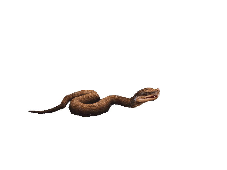 snake