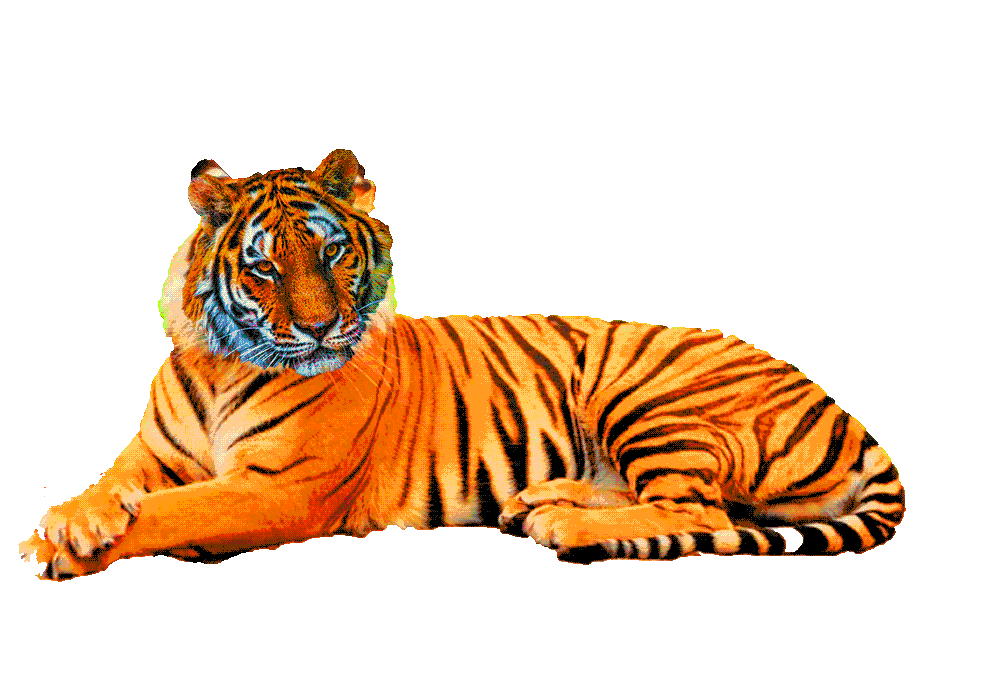 tiger